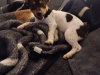Jack Russell Terrier for sale in Clare - photo 1