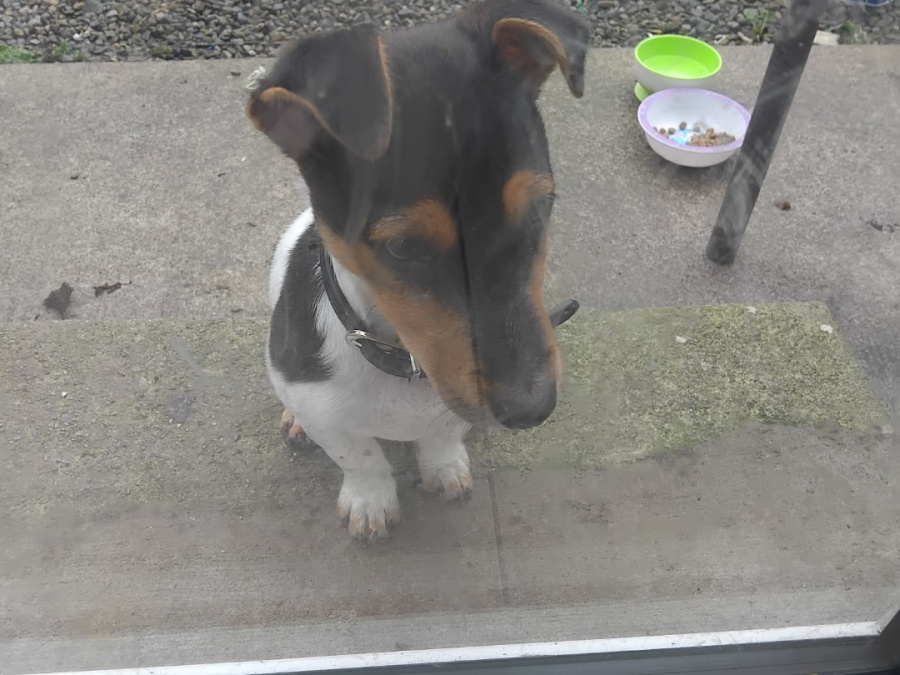 Jack Russell Terrier for sale in Clare - photo 2