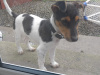 Jack Russell Terrier for sale in Clare - photo 3