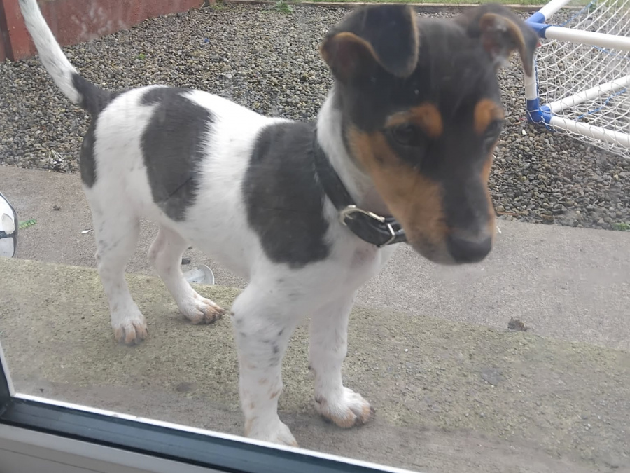 Jack Russell Terrier for sale in Clare - photo 3