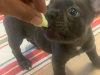 French Bulldog for sale in Dublin - photo 1