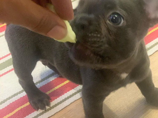 Registered French Bulldog Puppies