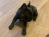 French Bulldog for sale in Dublin - photo 2