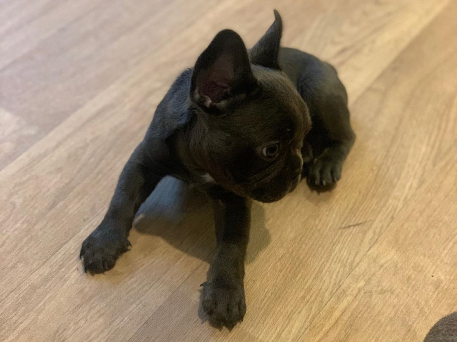 French Bulldog for sale in Dublin - photo 2