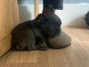 French Bulldog for sale in Dublin - photo 3