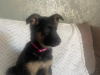 German Shepherd for sale in Dublin - photo 1