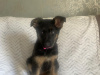 German Shepherd for sale in Dublin - photo 3