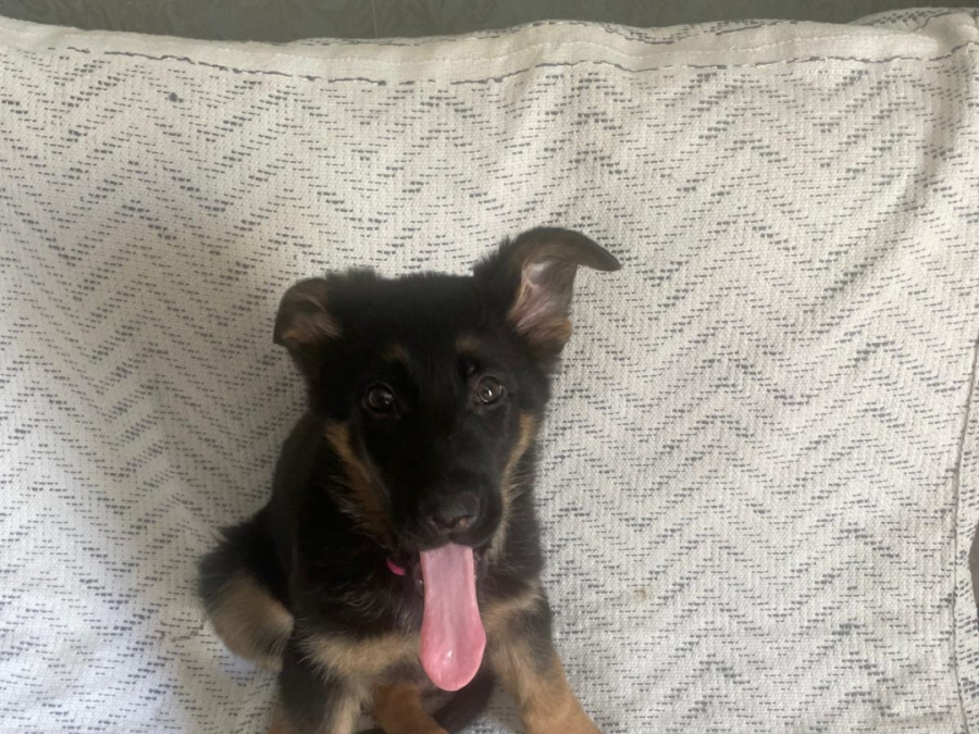 German Shepherd for sale in Dublin - photo 4