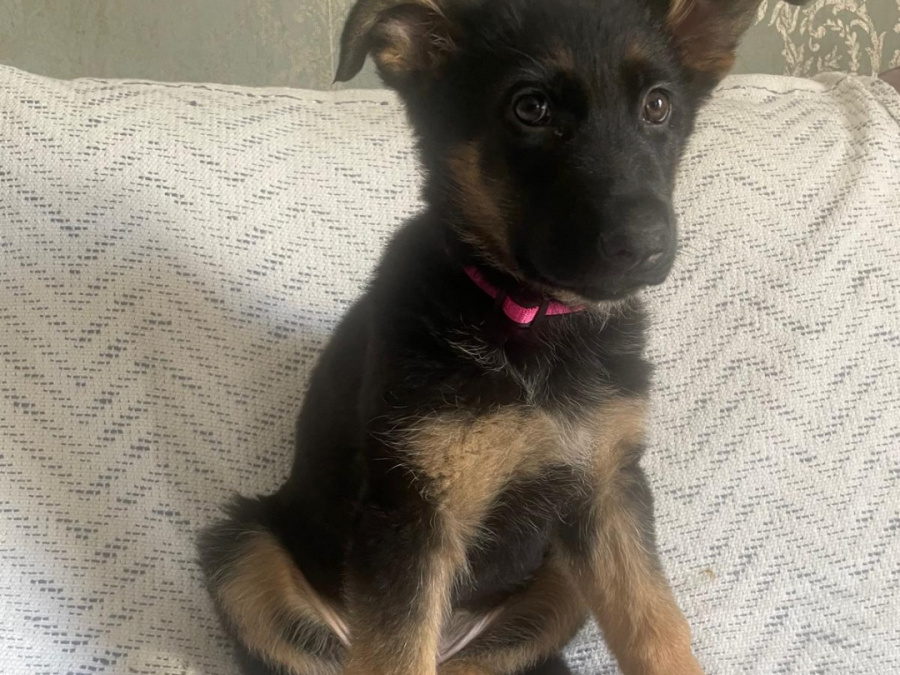 German Shepherd for sale in Dublin - photo 2