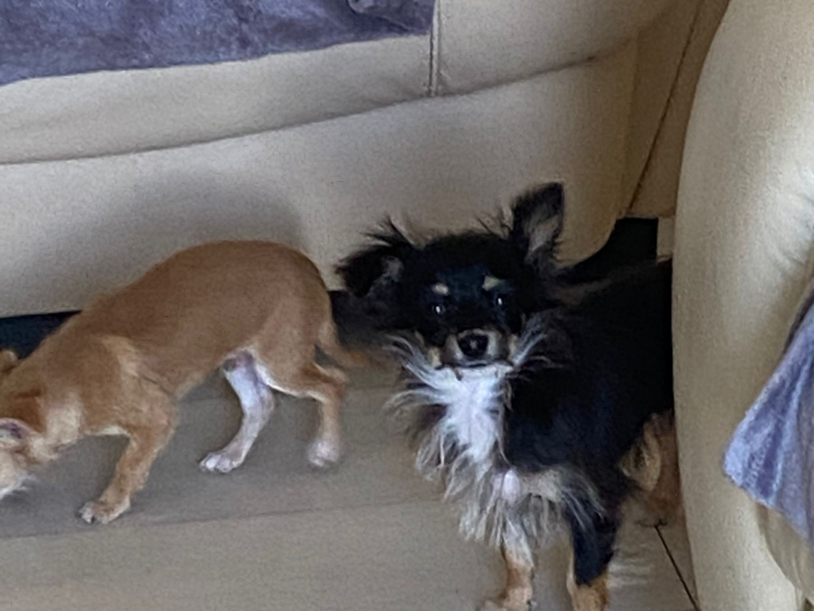 Chihuahua for sale in Wicklow - photo 4