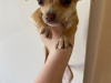 Chihuahua for sale in Wicklow - photo 3