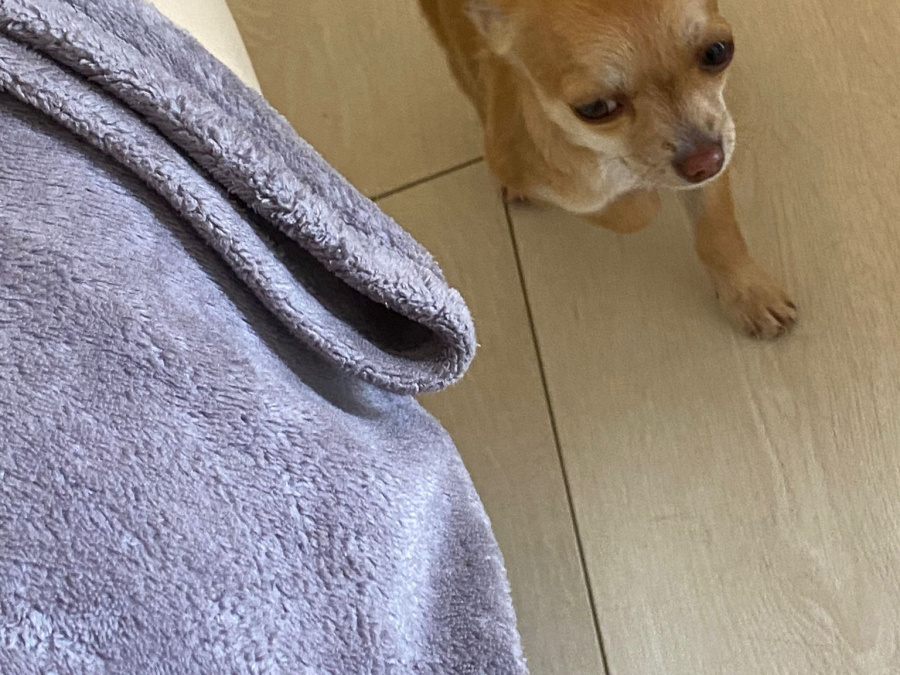 Chihuahua for sale in Wicklow - photo 6