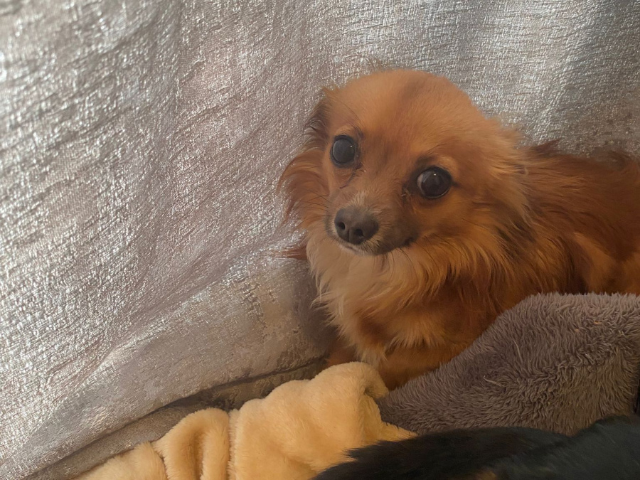 Chihuahua for sale in Wicklow - photo 7