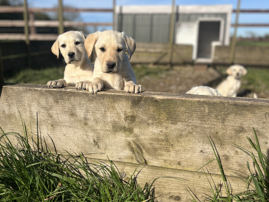 Purebred Labrador Pups