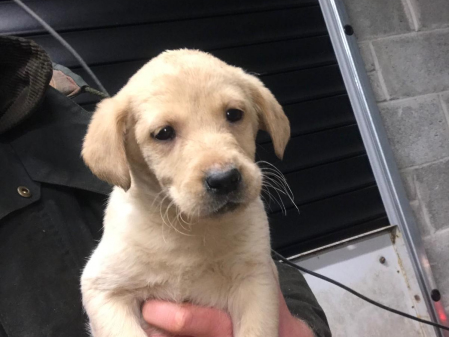 Labrador Retriever for sale in Offaly - photo 3