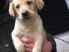Labrador Retriever for sale in Offaly - photo 2