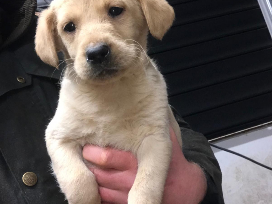 Labrador Retriever for sale in Offaly - photo 2