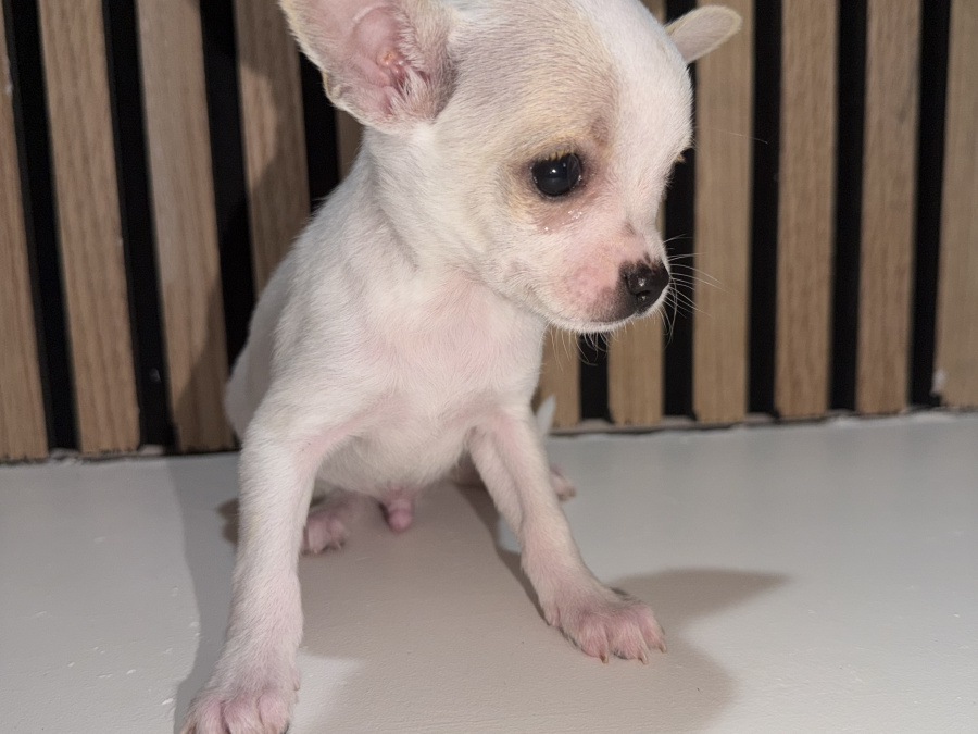 Chihuahua for sale in Kildare - photo 2