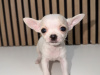Chihuahua for sale in Kildare - photo 3