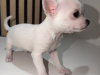Chihuahua for sale in Kildare - photo 1