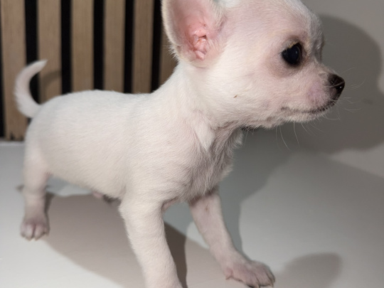 Full breed teacup chihuahuas for sale