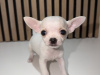 Chihuahua for sale in Kildare - photo 7