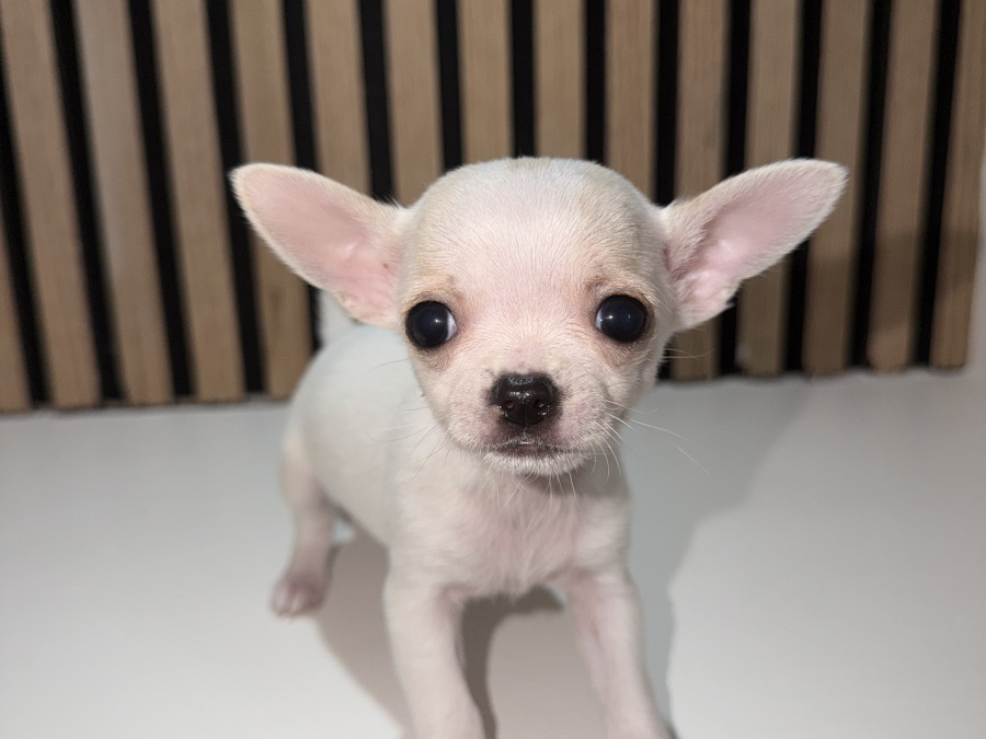 Chihuahua for sale in Kildare - photo 7