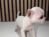 Chihuahua for sale in Kildare - photo 6