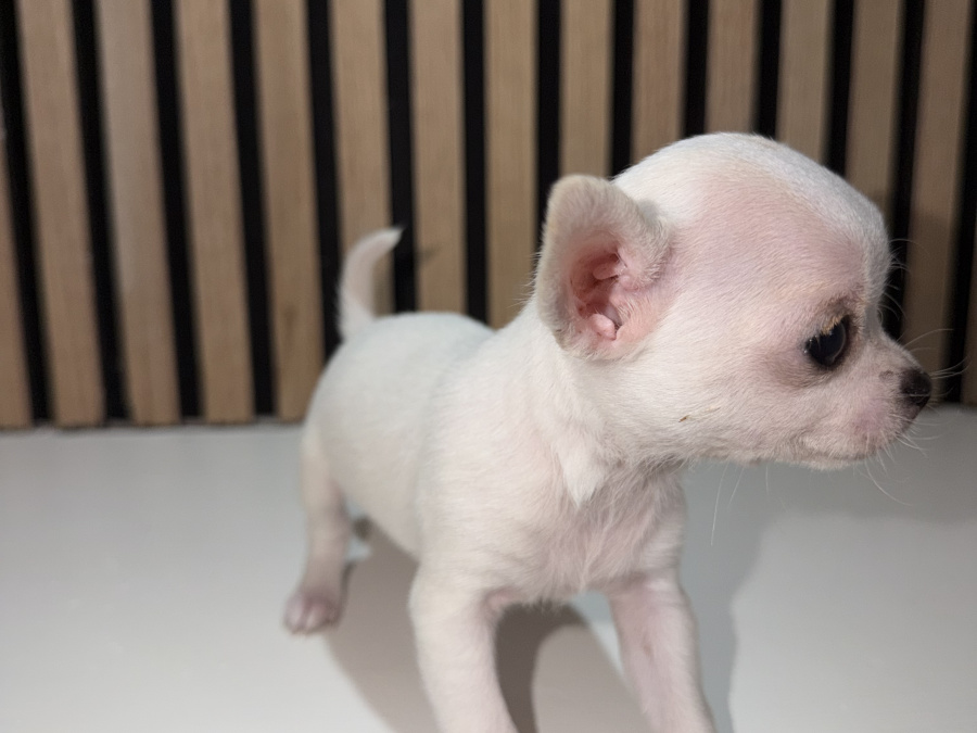 Chihuahua for sale in Kildare - photo 6