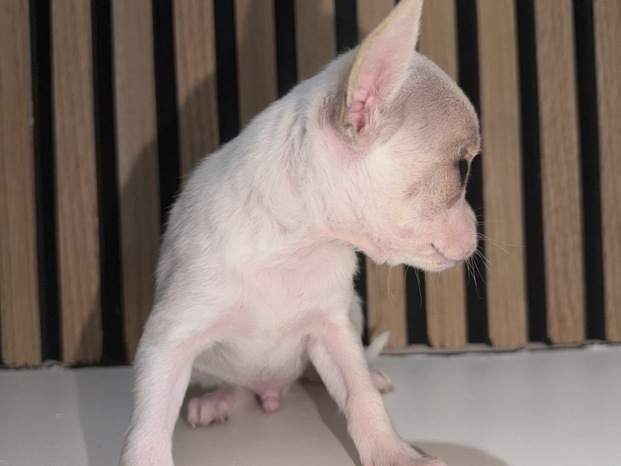 Chihuahua for sale in Kildare - photo 5