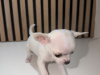 Chihuahua for sale in Kildare - photo 8