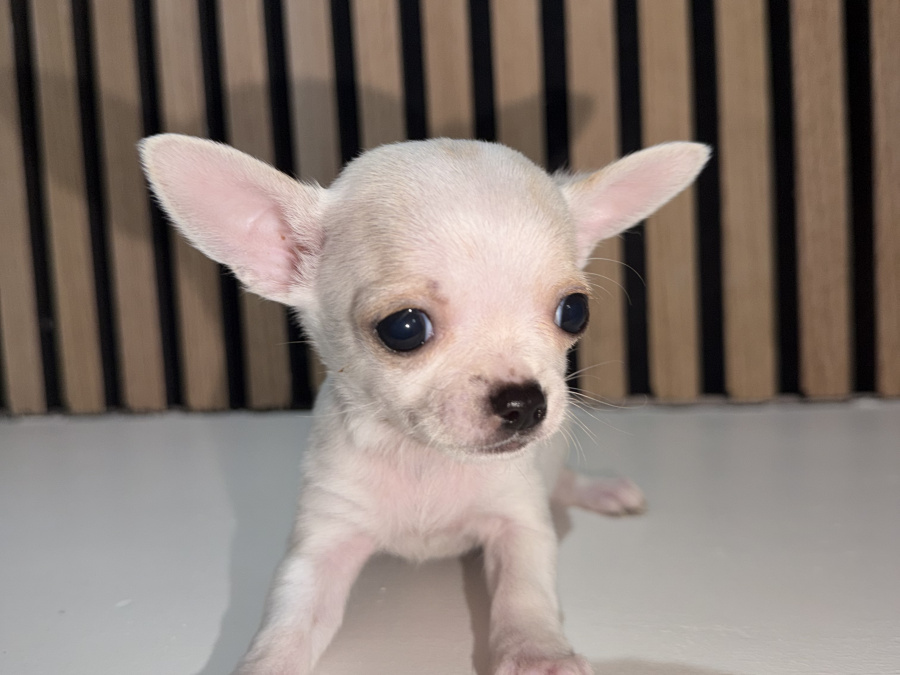 Chihuahua for sale in Kildare - photo 9