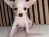 Chihuahua for sale in Kildare - photo 4