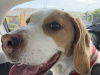 Beagle for sale in Dublin - photo 6
