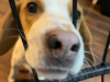 Beagle for sale in Dublin - photo 8