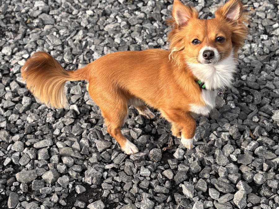 Chihuahua for stud in Meath - photo 1