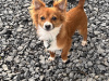 Chihuahua for stud in Meath - photo 2