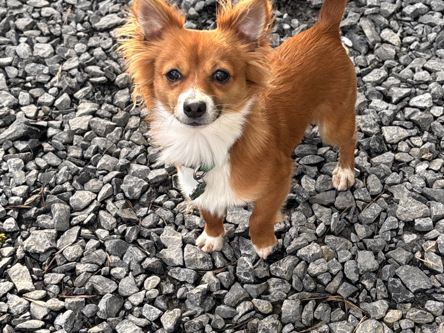 Chihuahua for stud in Meath - photo 2