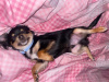 Chihuahua for sale in Dublin - photo 2