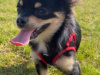 Chihuahua for sale in Dublin - photo 3