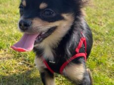 Chihuahua for sale in Dublin - photo 3