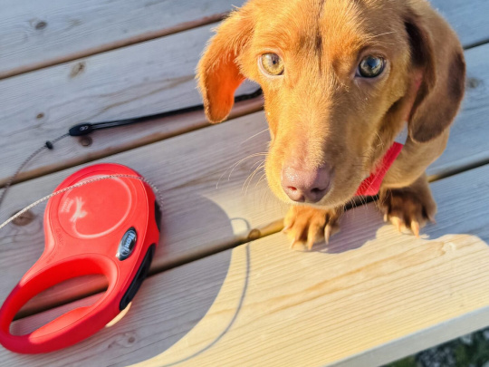 Beautiful miniature male dachshund