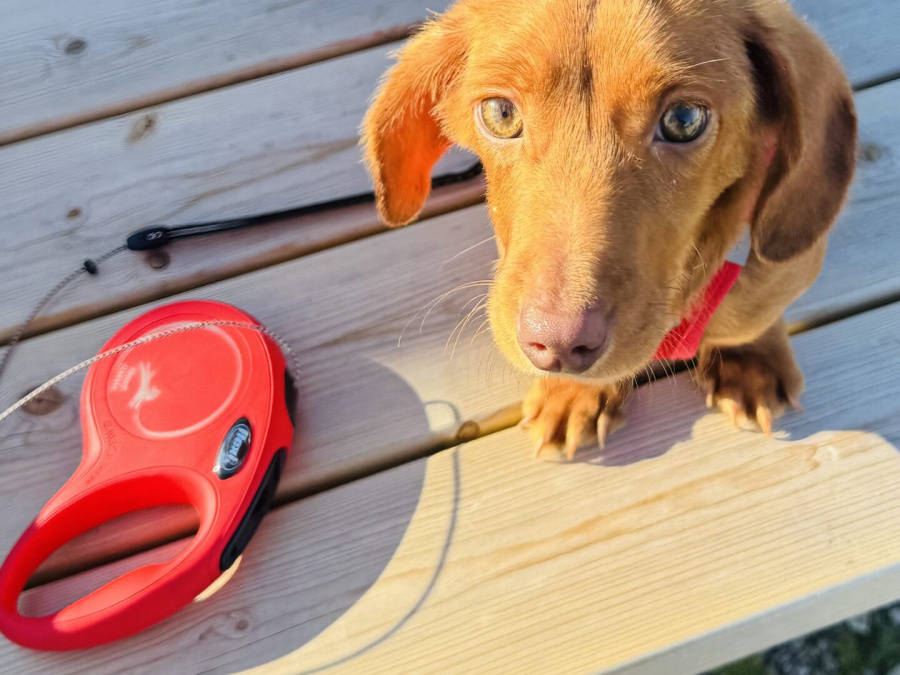 Dachshund for sale in Mayo - photo 1