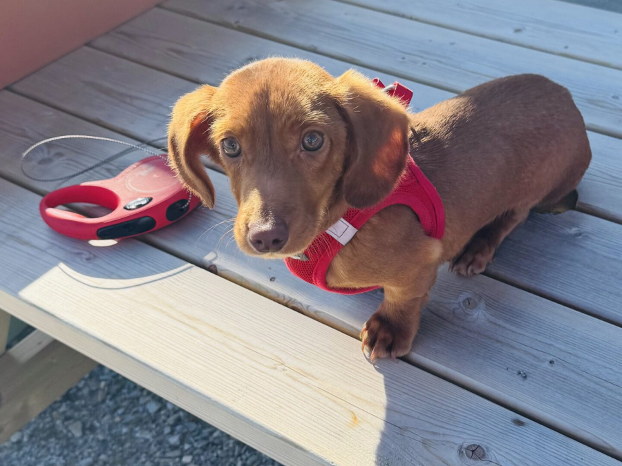 Dachshund for sale in Mayo - photo 2