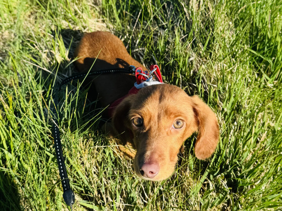 Dachshund for sale in Mayo - photo 3