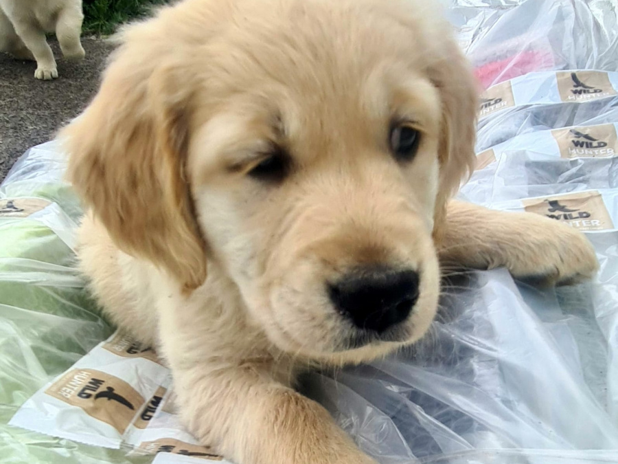 Golden Retriever for sale in Kerry - photo 1