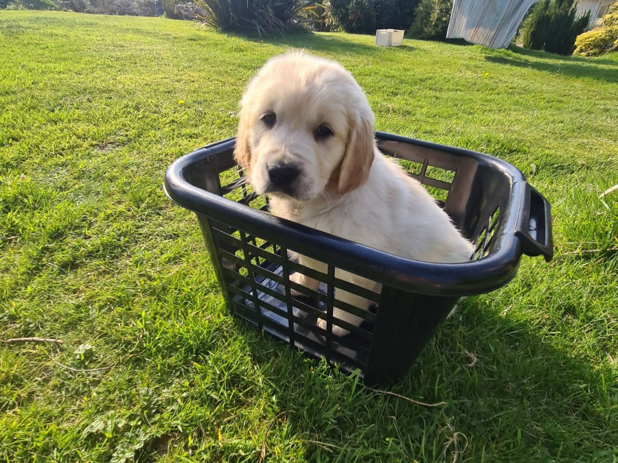 Golden Retriever for sale in Kerry - photo 2