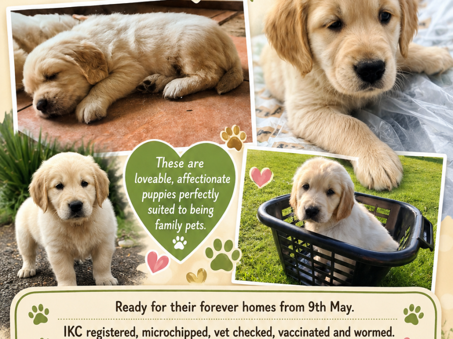 Golden Retriever for sale in Kerry - photo 3