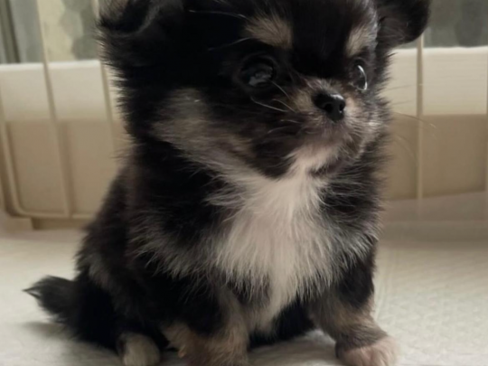Tea cup chihuahua
