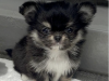 Chihuahua for sale in Meath - photo 3